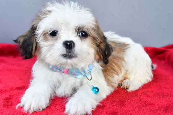 Mr Spot The Shihtzu