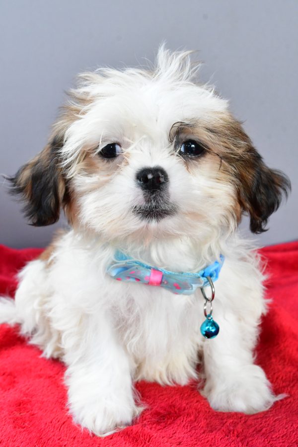Mr Spot The Shihtzu - Image 6