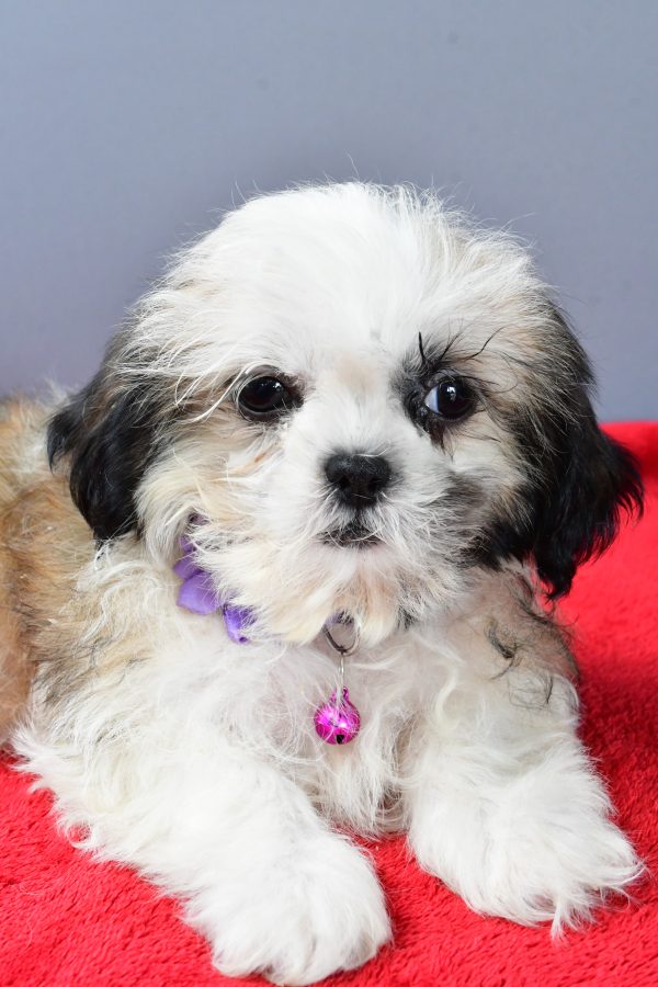 Miss Sierra The Shihtzu - Image 5