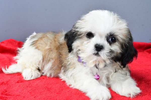 Miss Sierra The Shihtzu - Image 7