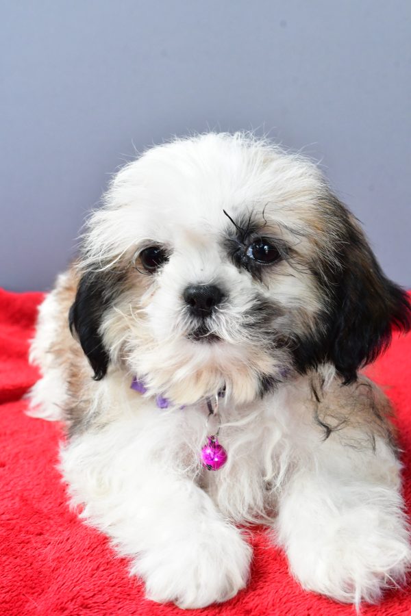 Miss Sierra The Shihtzu - Image 4