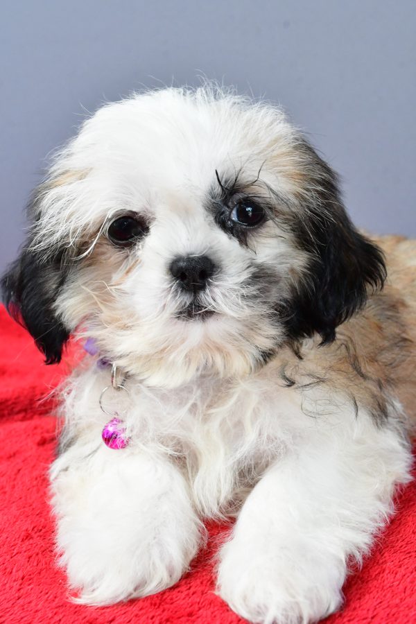 Miss Sierra The Shihtzu - Image 3
