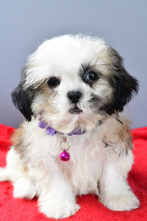 Miss Sierra The Shihtzu - Image 2