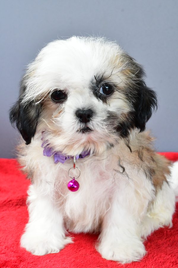 Miss Sierra The Shihtzu