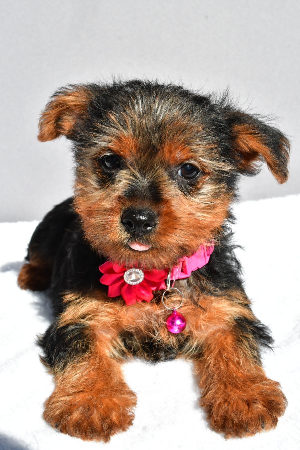 Miss Reba The Yorkshire Terrier - Image 3