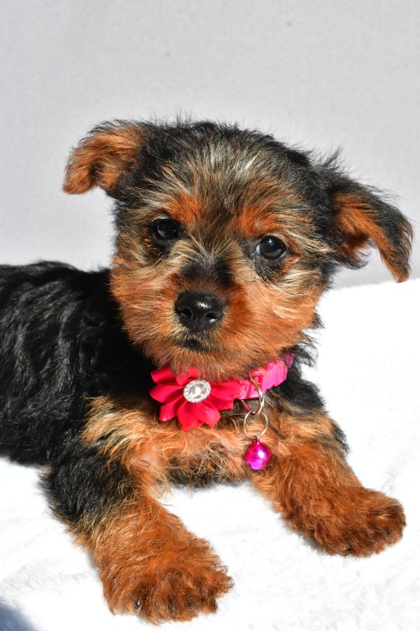 Miss Reba The Yorkshire Terrier - Image 4