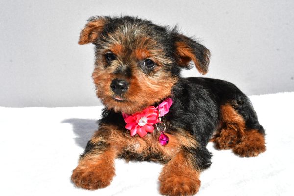 Miss Reba The Yorkshire Terrier - Image 5