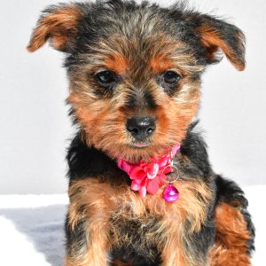 Miss Reba The Yorkshire Terrier