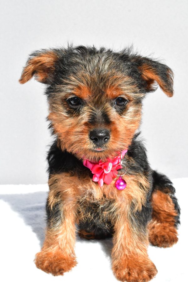 Miss Reba The Yorkshire Terrier