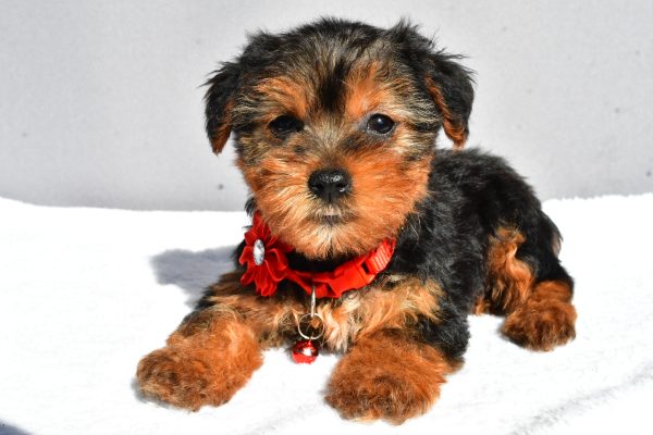 Miss Rosy The Yorkshire Terrier - Image 6