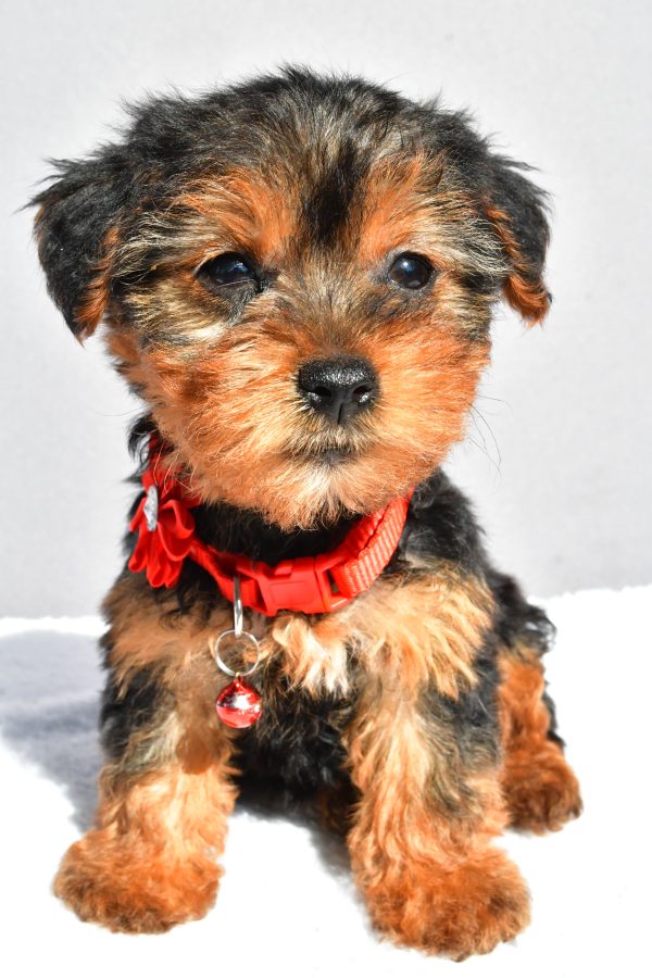 Miss Rosy The Yorkshire Terrier - Image 3