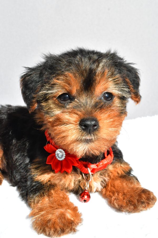 Miss Rosy The Yorkshire Terrier - Image 4