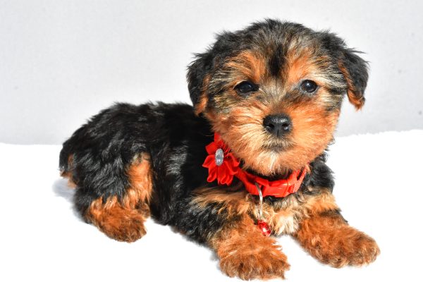 Miss Rosy The Yorkshire Terrier - Image 7