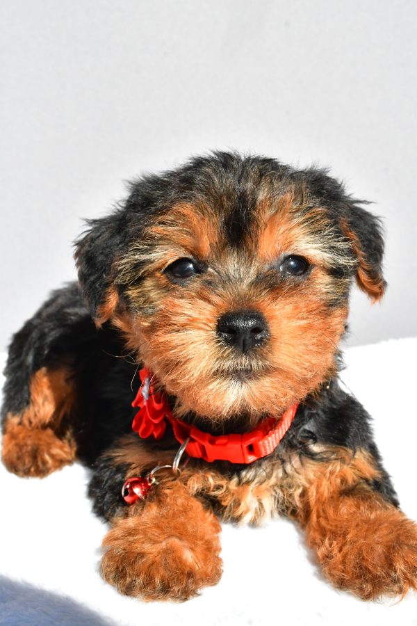 Miss Rosy The Yorkshire Terrier - Image 5