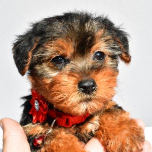 Miss Rosy The Yorkshire Terrier