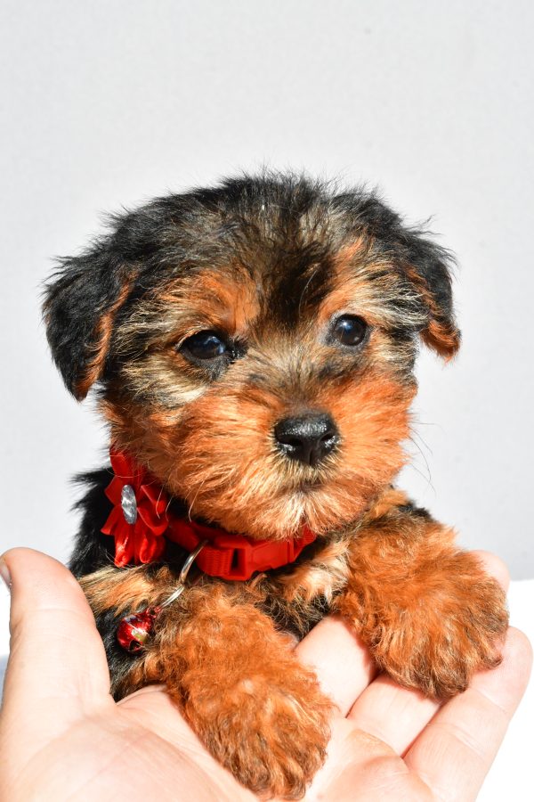 Miss Rosy The Yorkshire Terrier