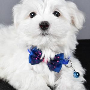 Mr. Tucker The Maltese