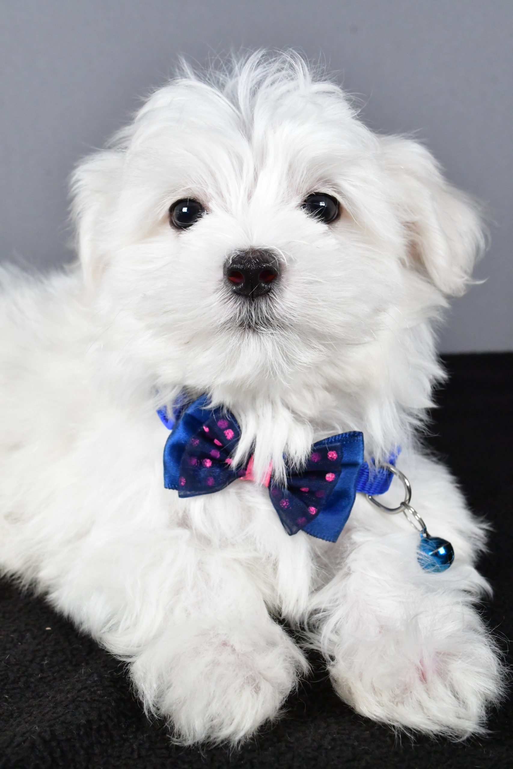Mr. Tucker The Maltese