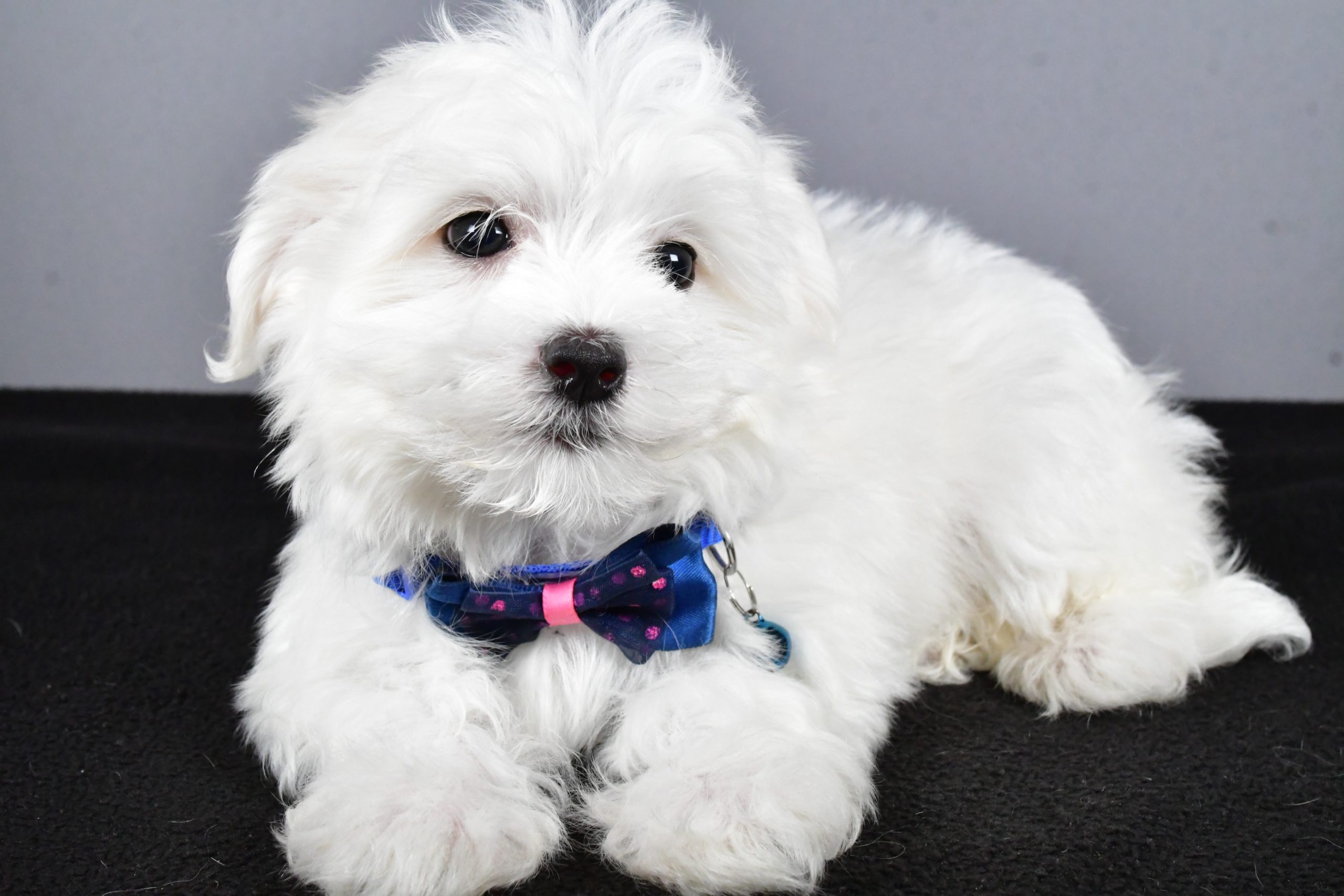 Mr. Tucker The Maltese - Image 4
