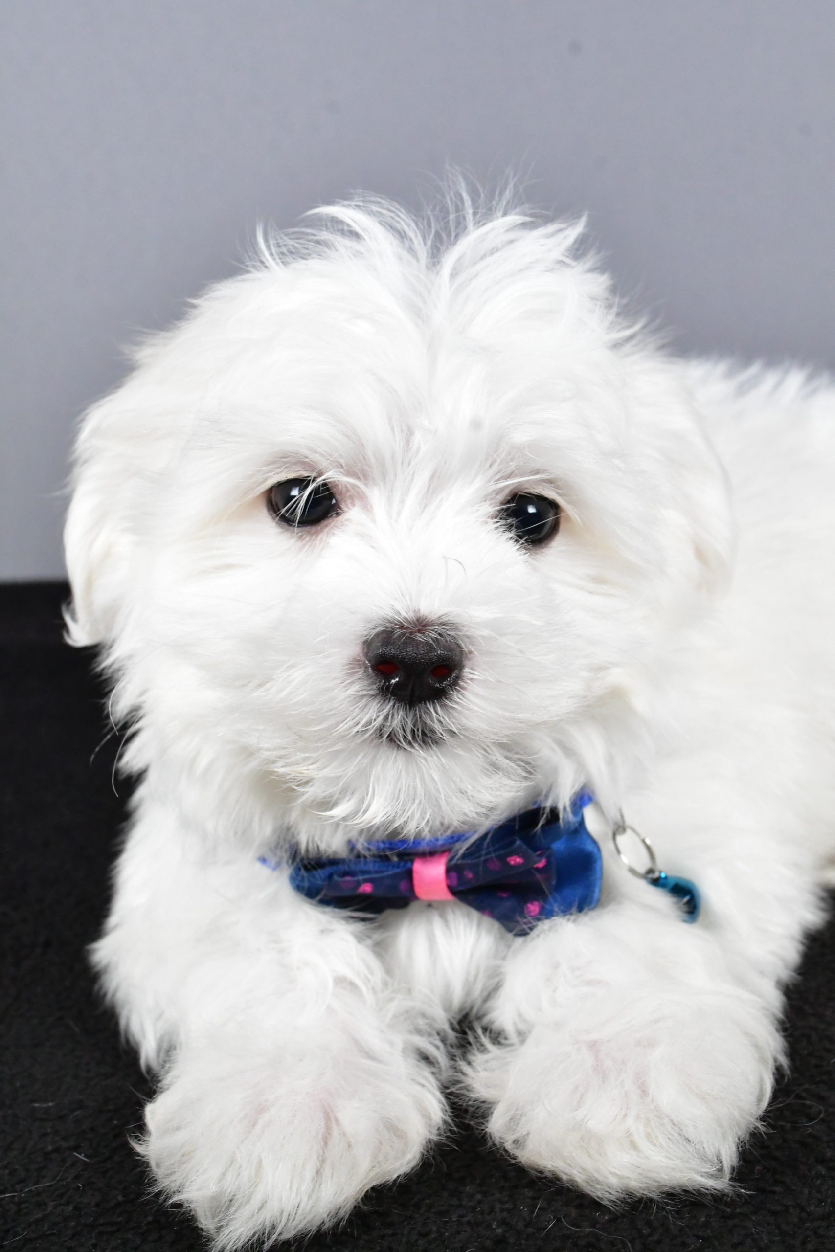 Mr. Tucker The Maltese - Image 3