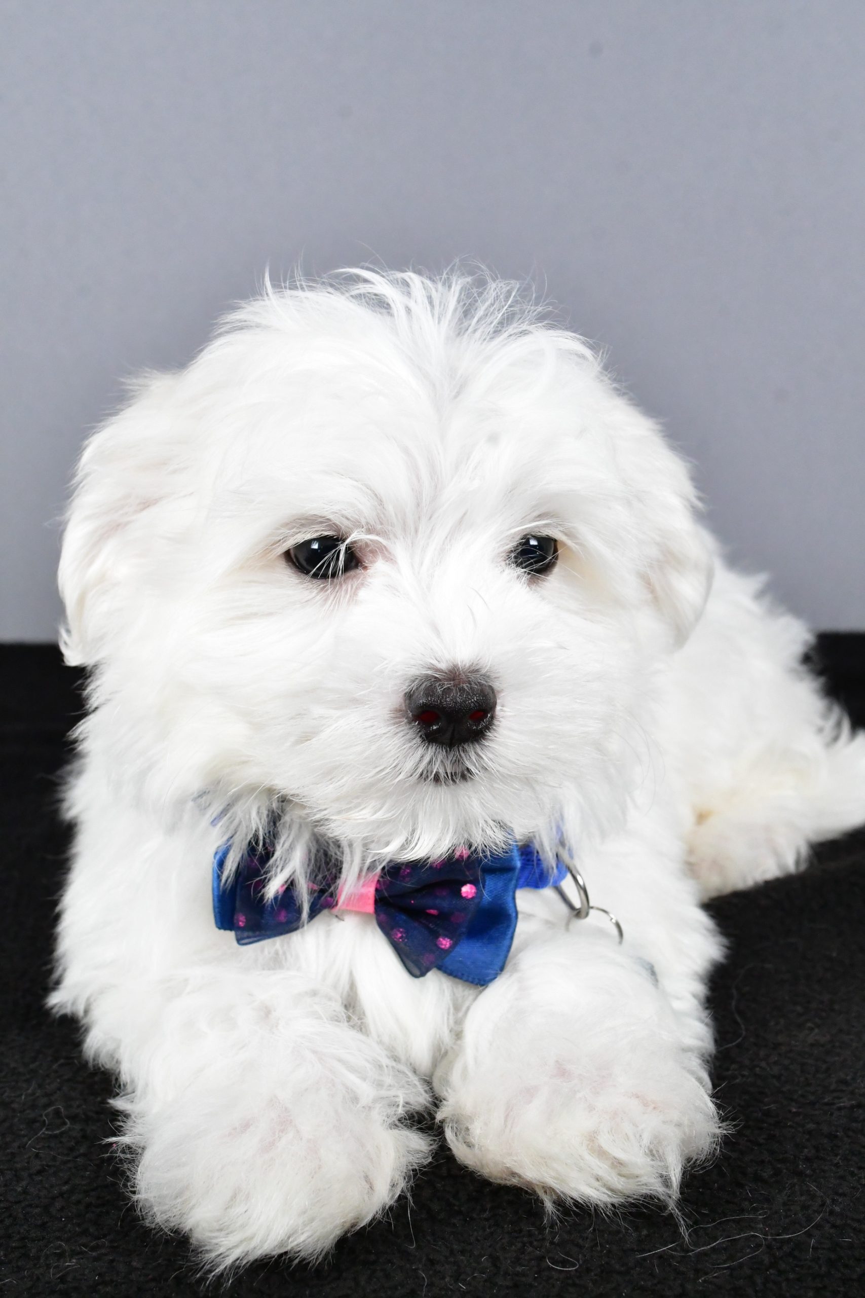 Mr. Tucker The Maltese - Image 2