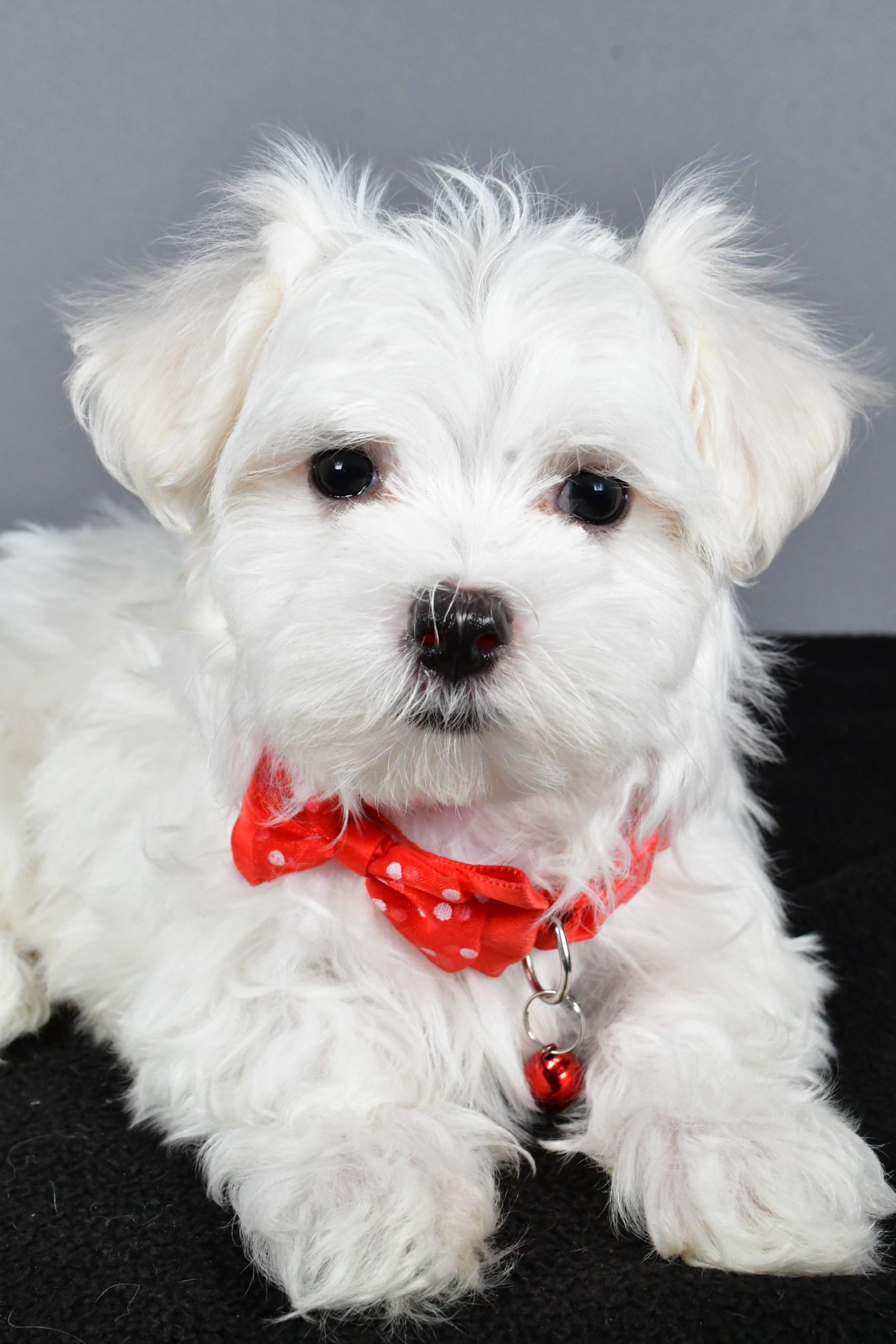Mr. Tripp The Maltese - Image 3