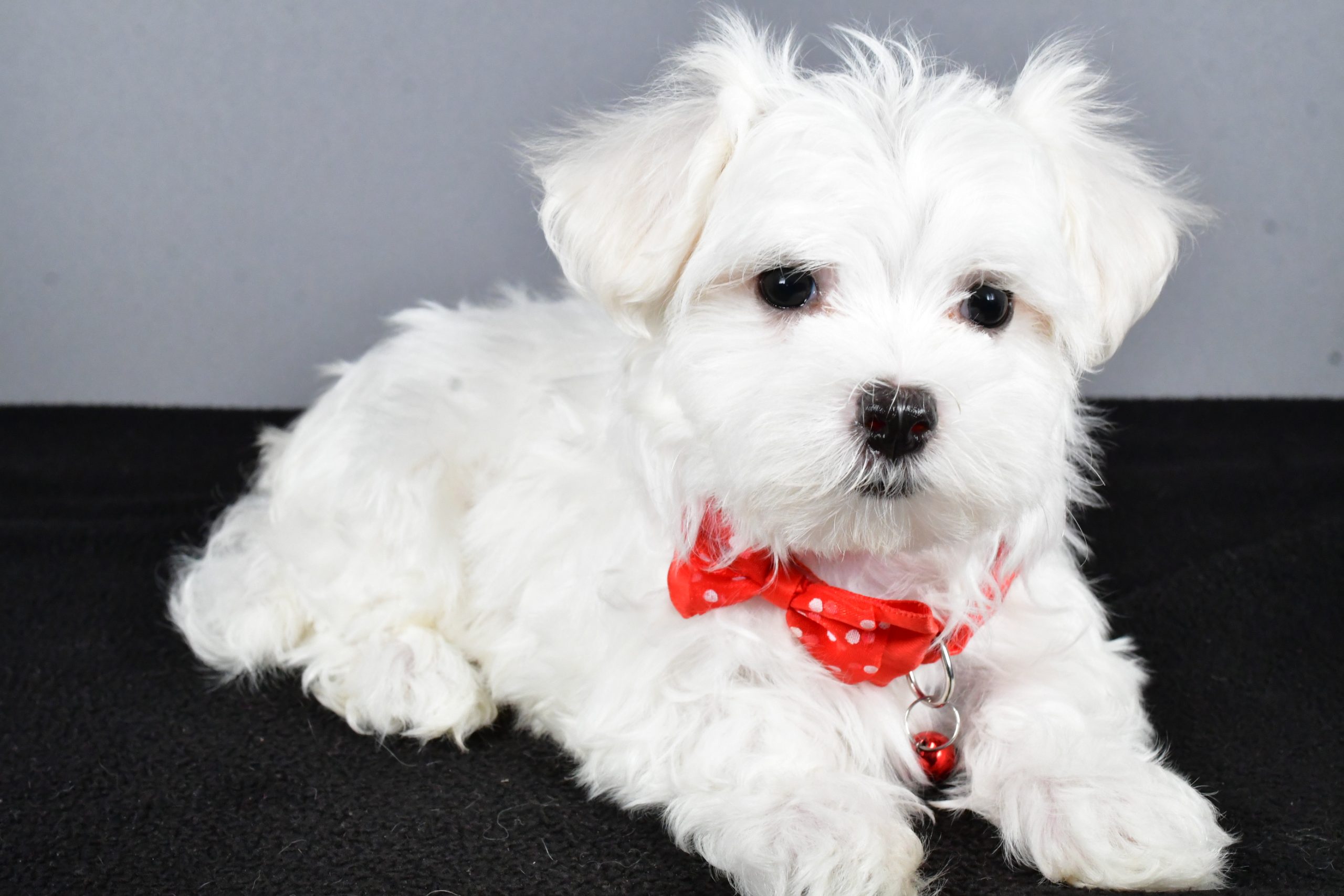 Mr. Tripp The Maltese - Image 6