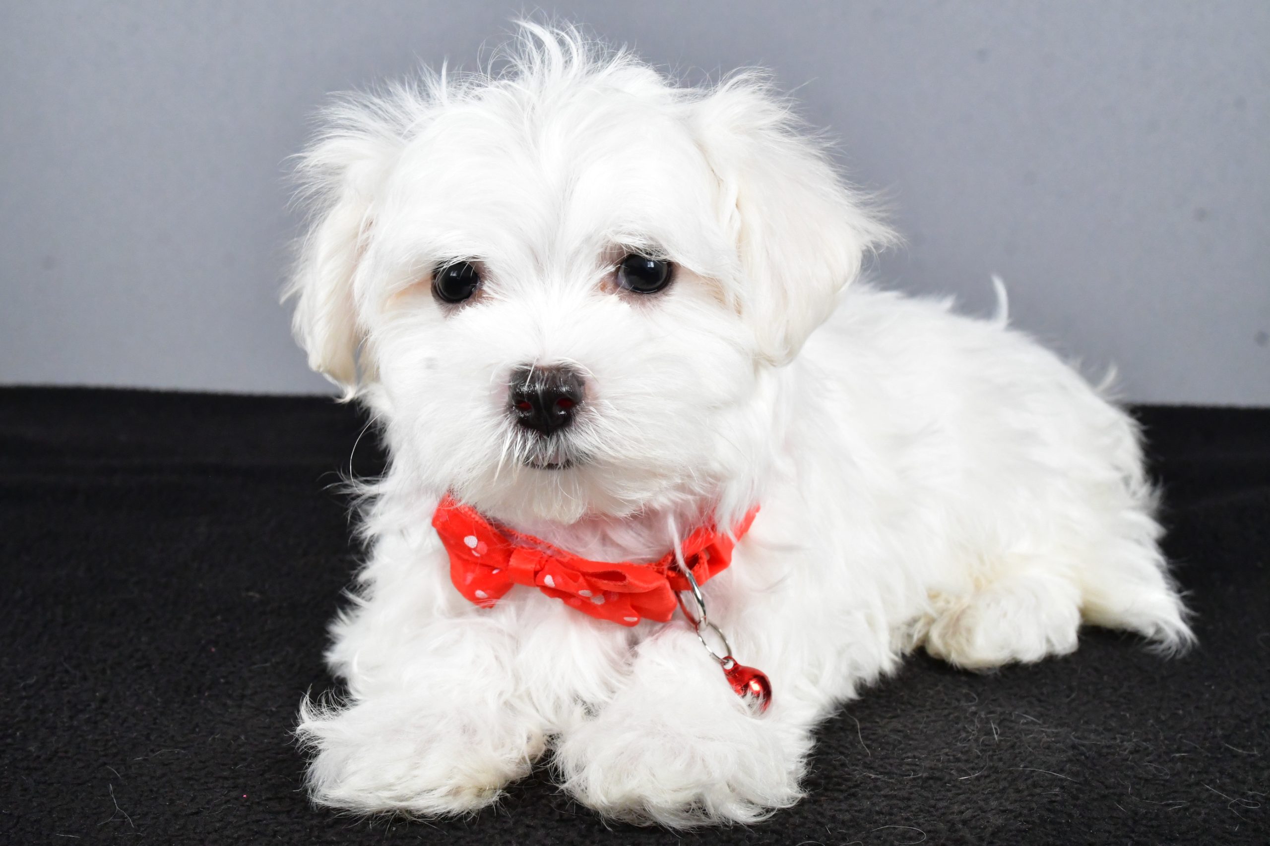 Mr. Tripp The Maltese - Image 7