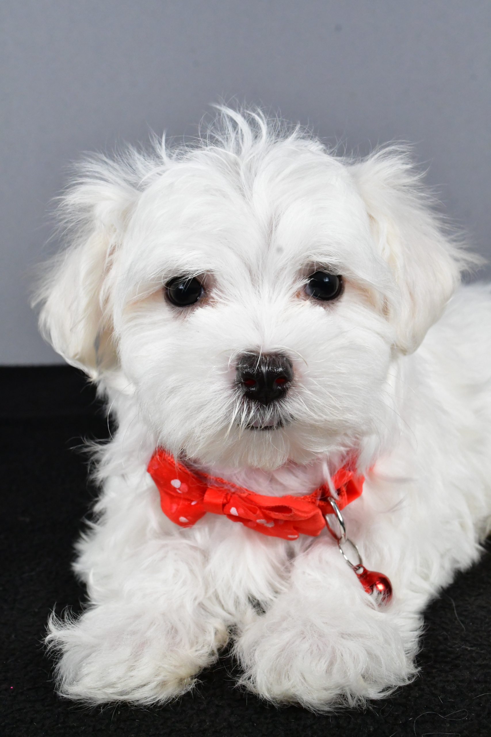 Mr. Tripp The Maltese - Image 5