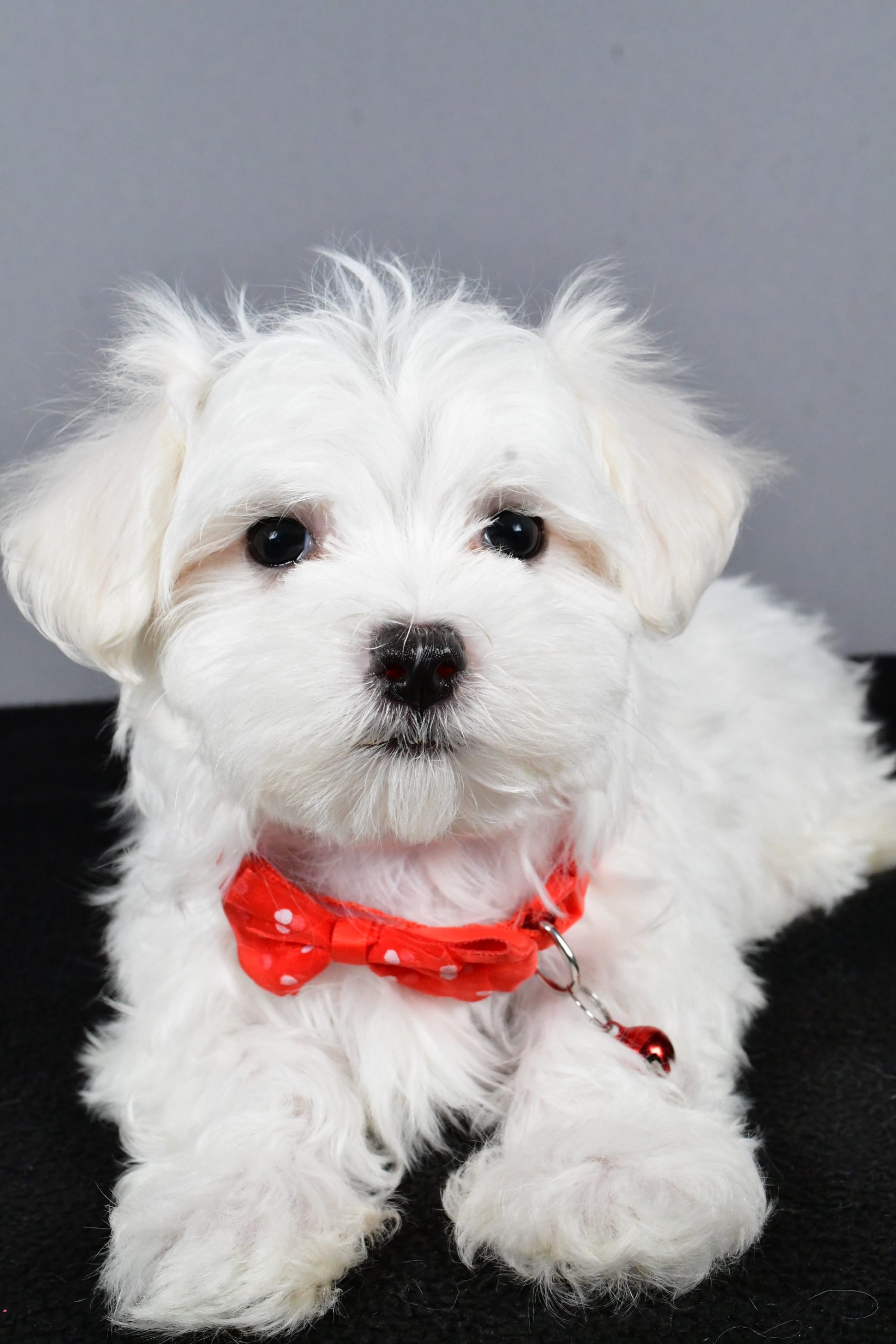 Mr. Tripp The Maltese - Image 4
