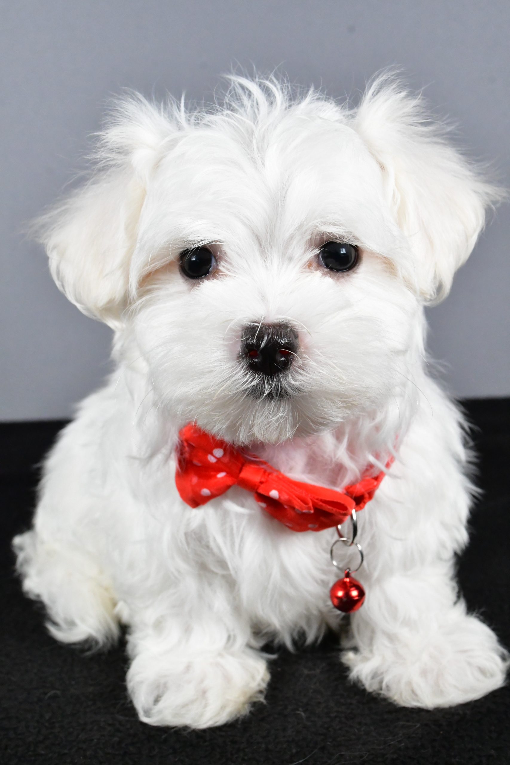 Mr. Tripp The Maltese - Image 2