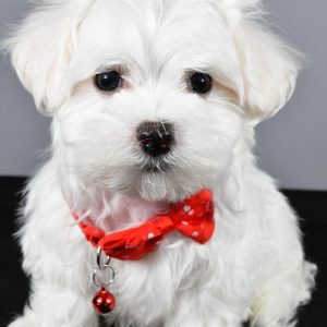 Mr. Tripp The Maltese