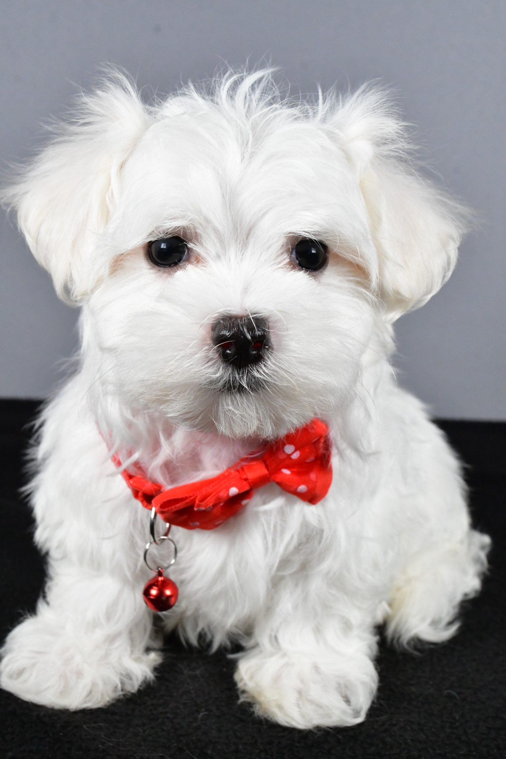 Mr. Tripp The Maltese