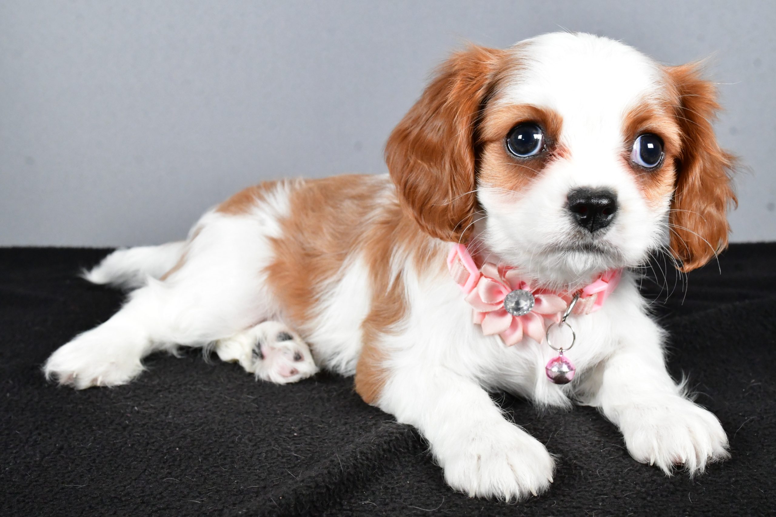 Miss Cupcake The Cavalier King Charles - Image 7