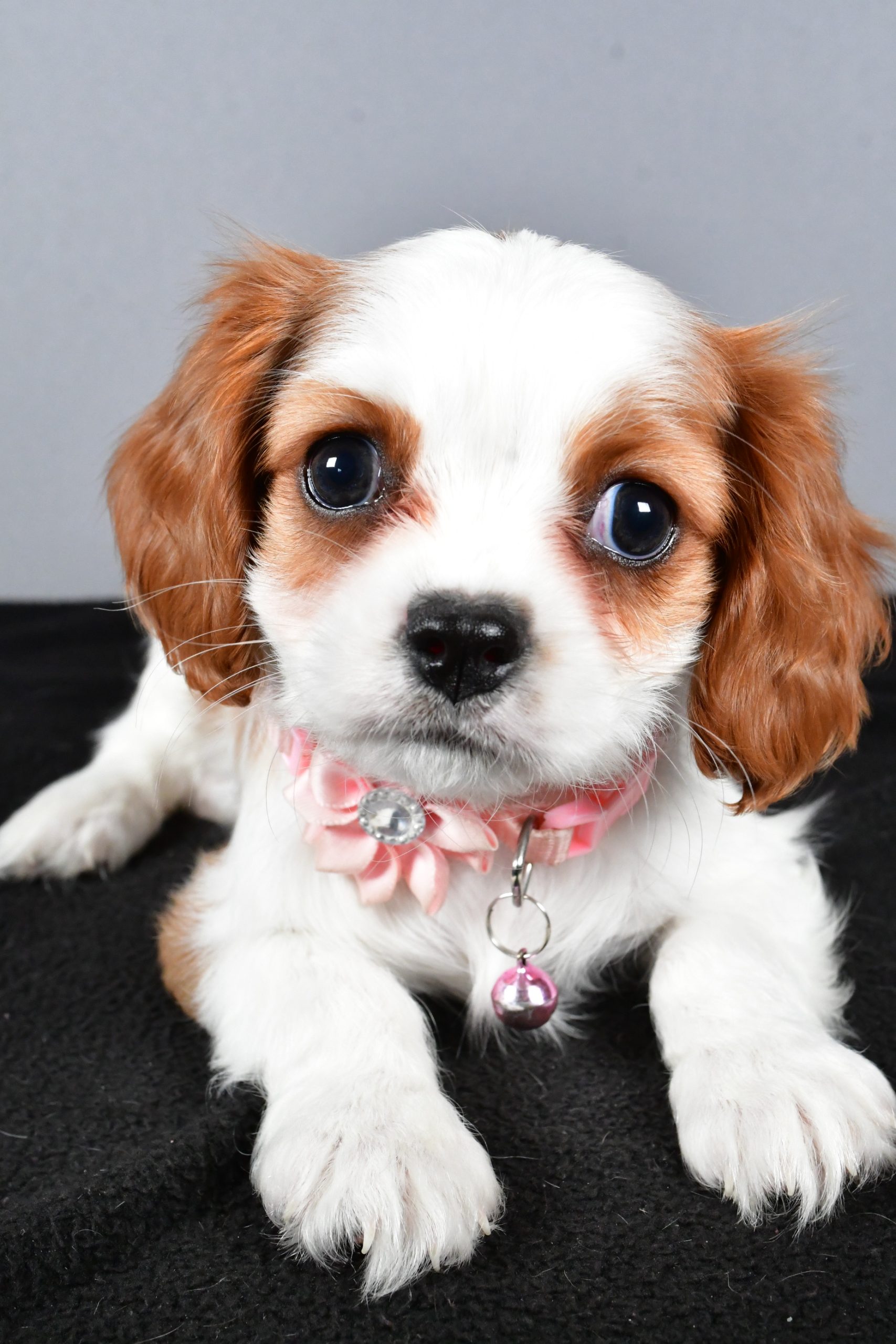 Miss Cupcake The Cavalier King Charles - Image 4