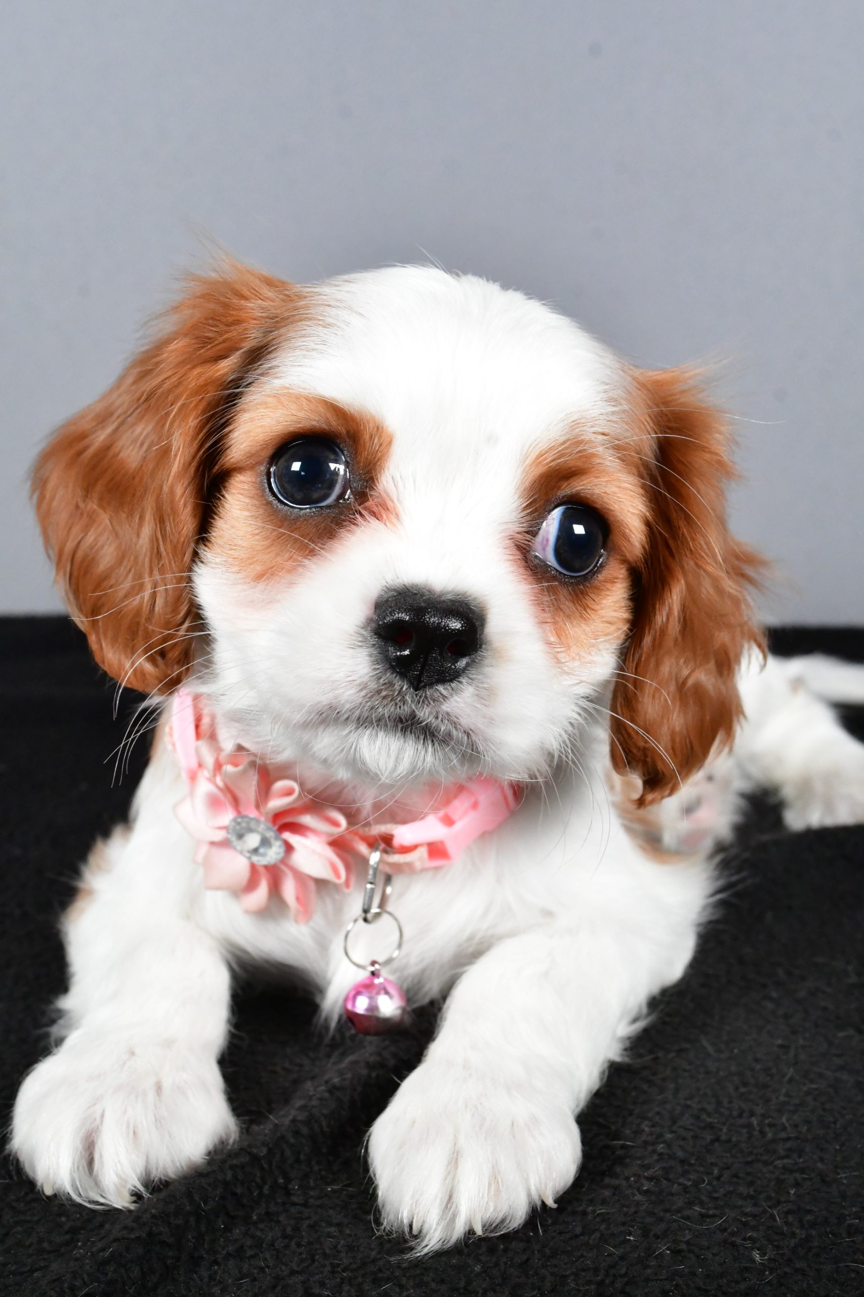 Miss Cupcake The Cavalier King Charles - Image 5
