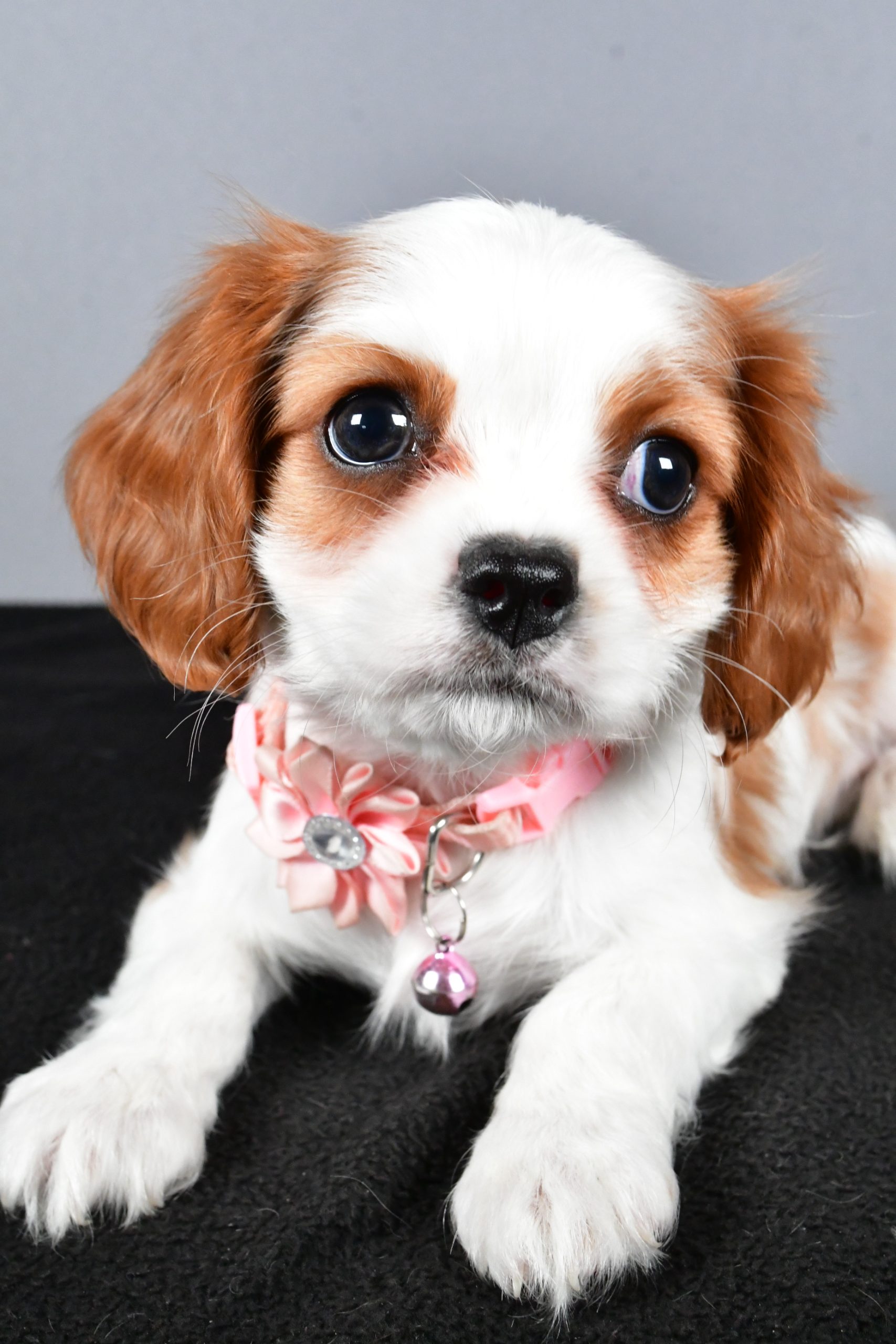 Miss Cupcake The Cavalier King Charles - Image 3