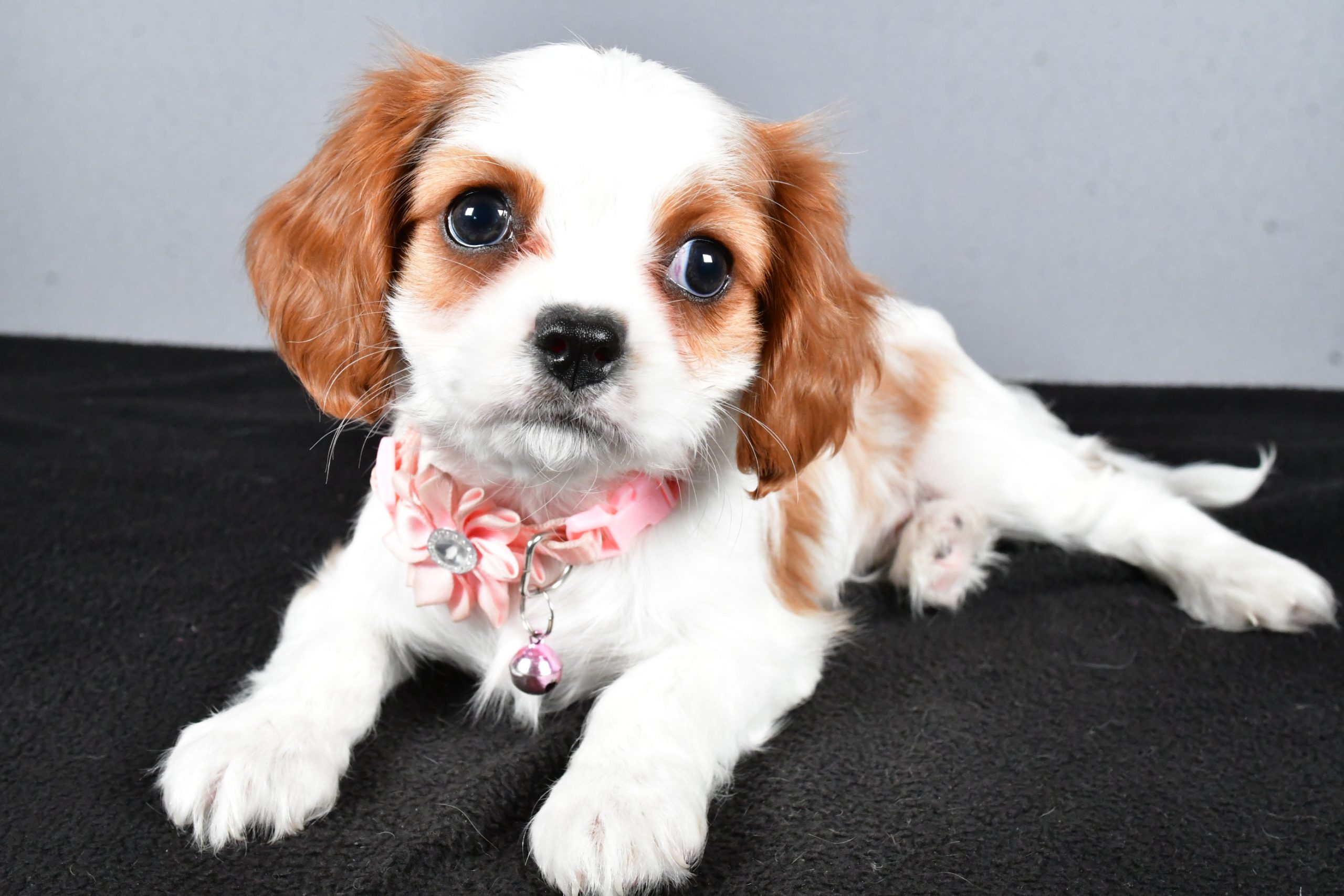 Miss Cupcake The Cavalier King Charles - Image 6