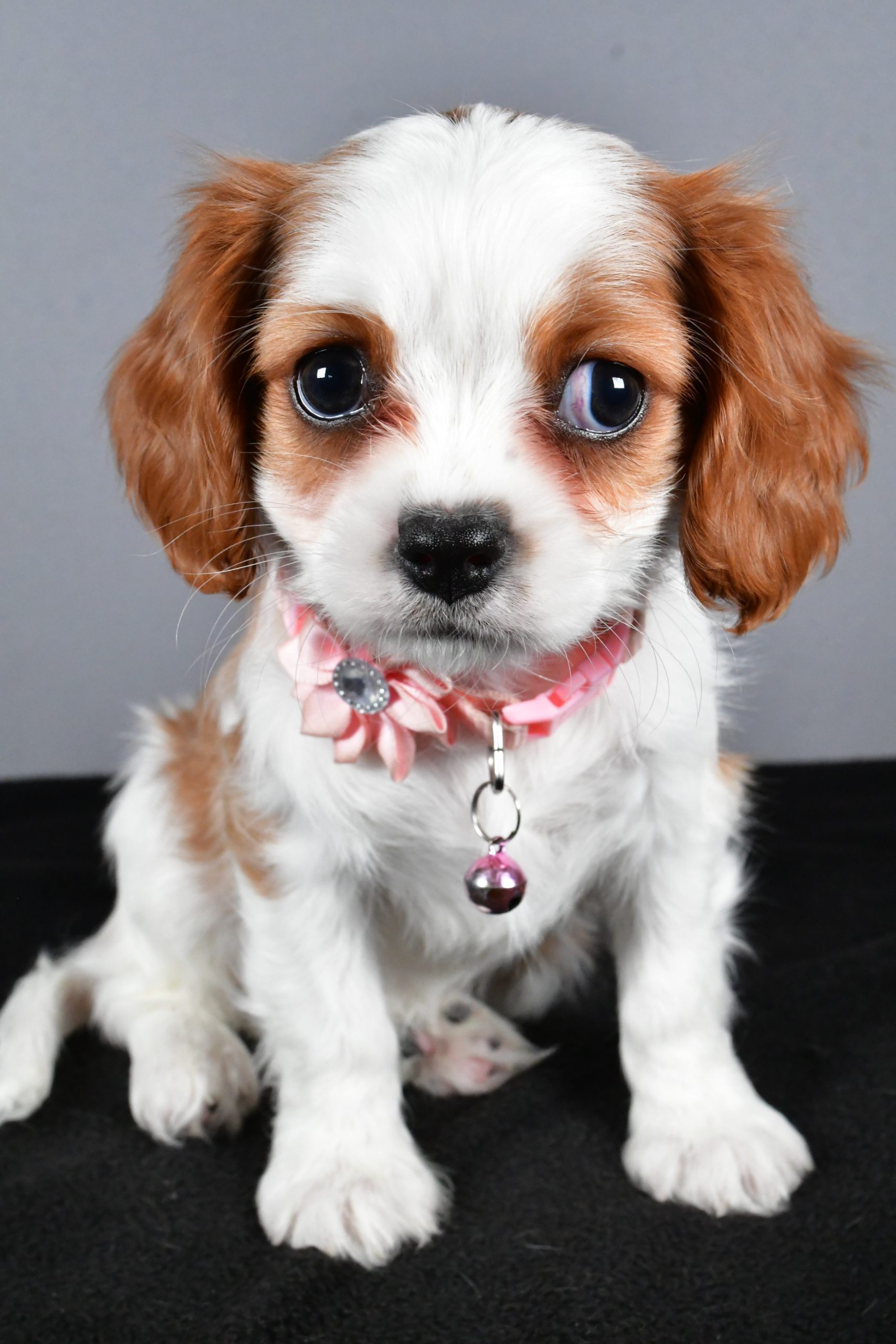 Miss Cupcake The Cavalier King Charles - Image 2