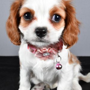 Miss Cupcake The Cavalier King Charles
