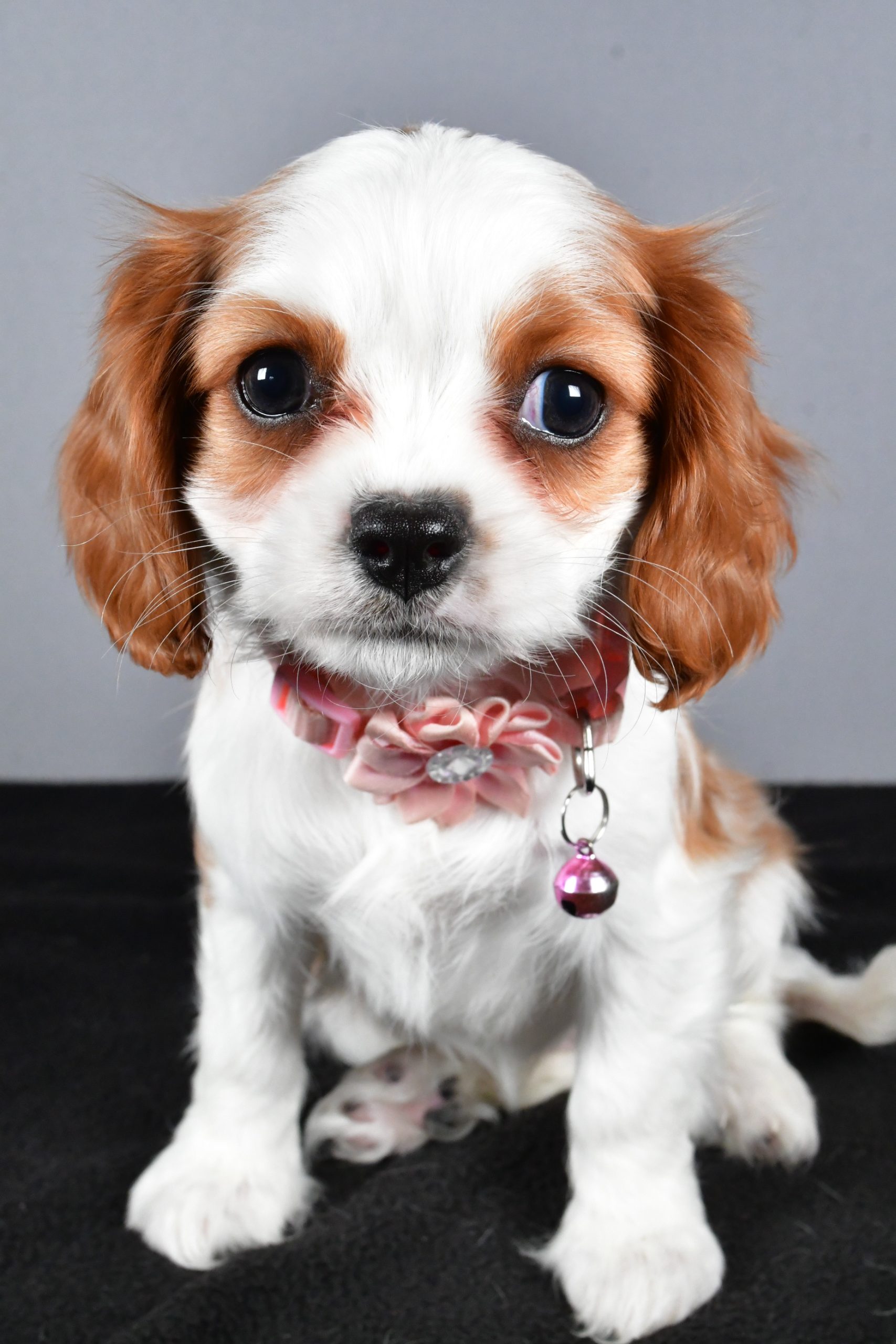 Miss Cupcake The Cavalier King Charles