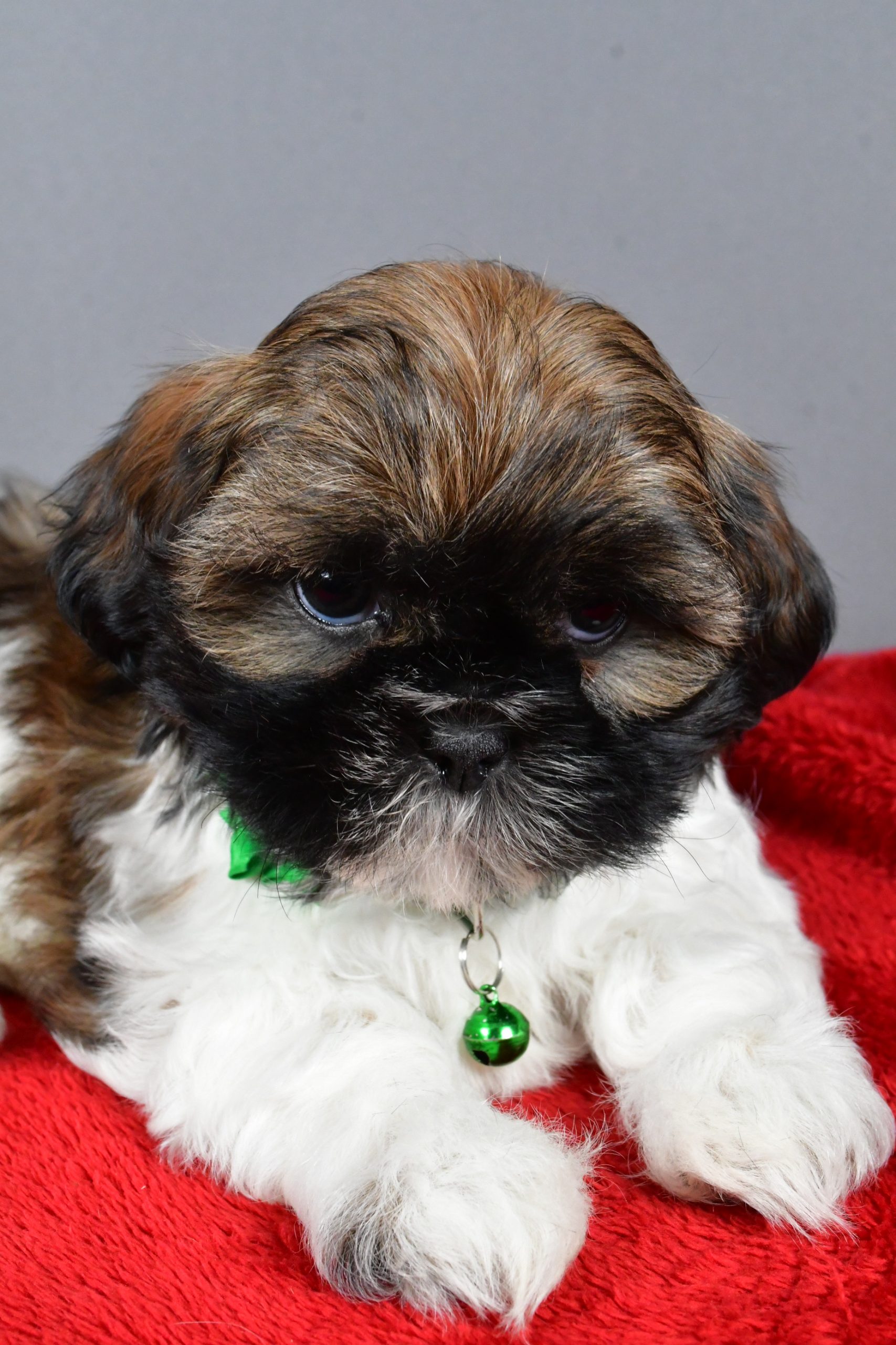 Miss Rose The Shihtzu - Image 4