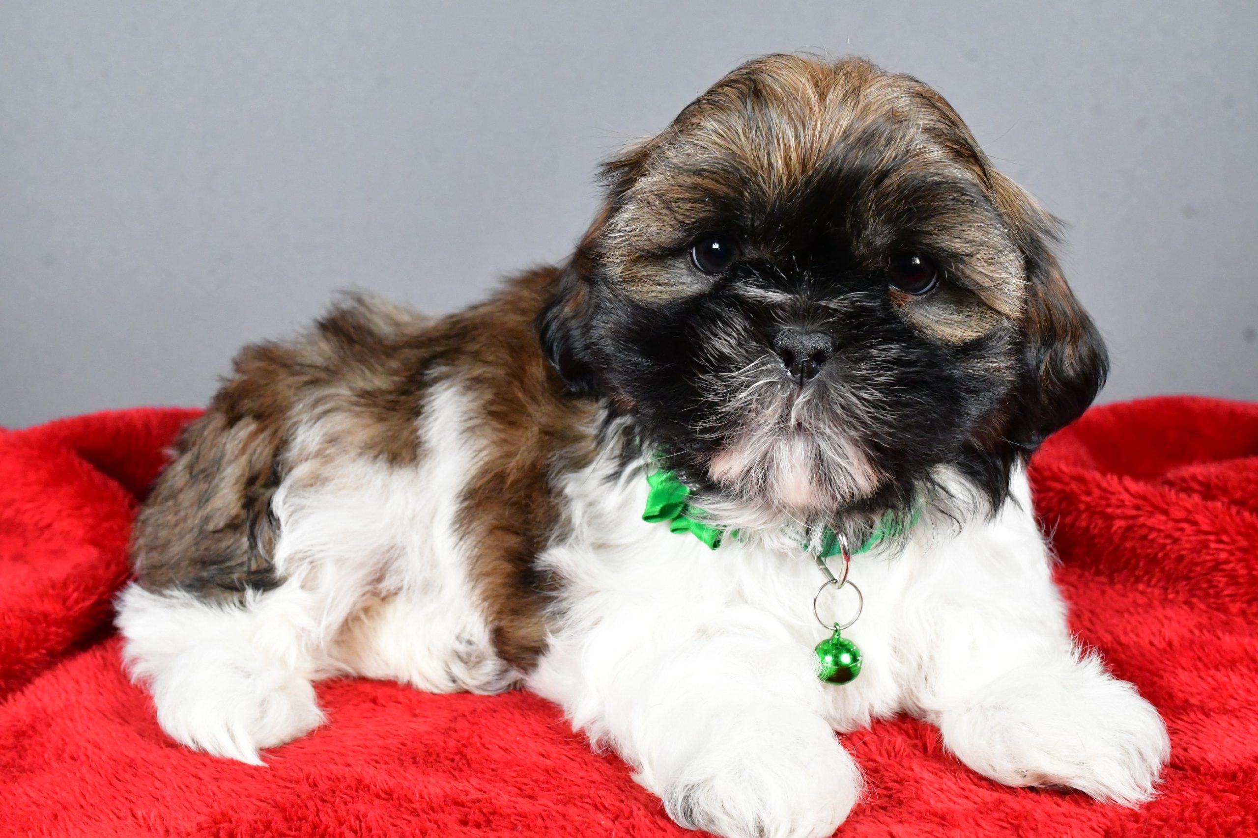 Miss Rose The Shihtzu - Image 6