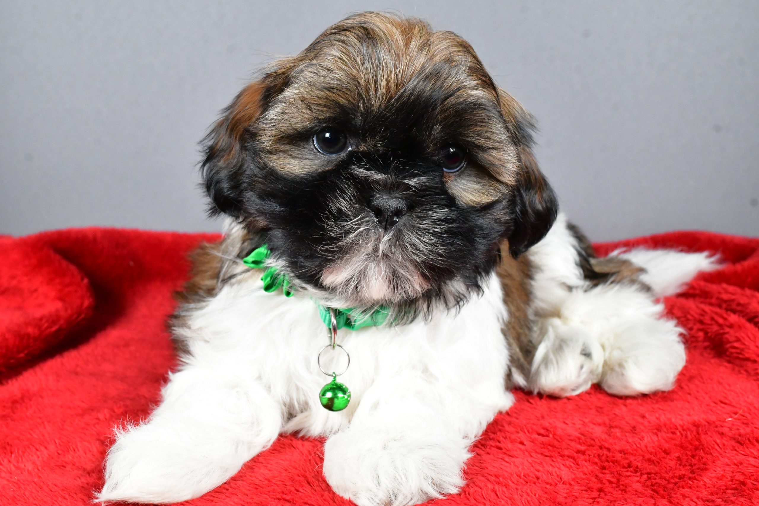 Miss Rose The Shihtzu - Image 5