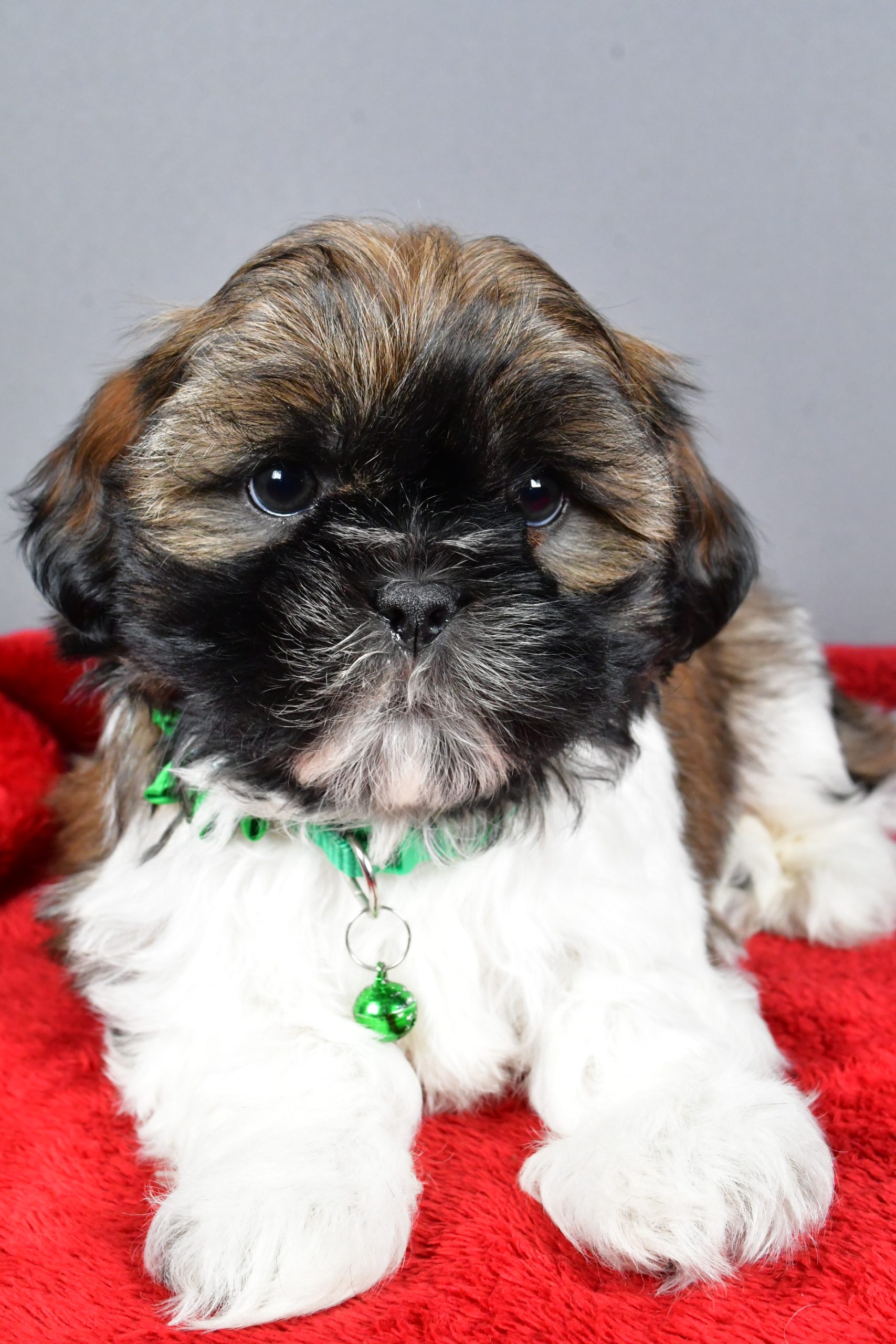 Miss Rose The Shihtzu - Image 3
