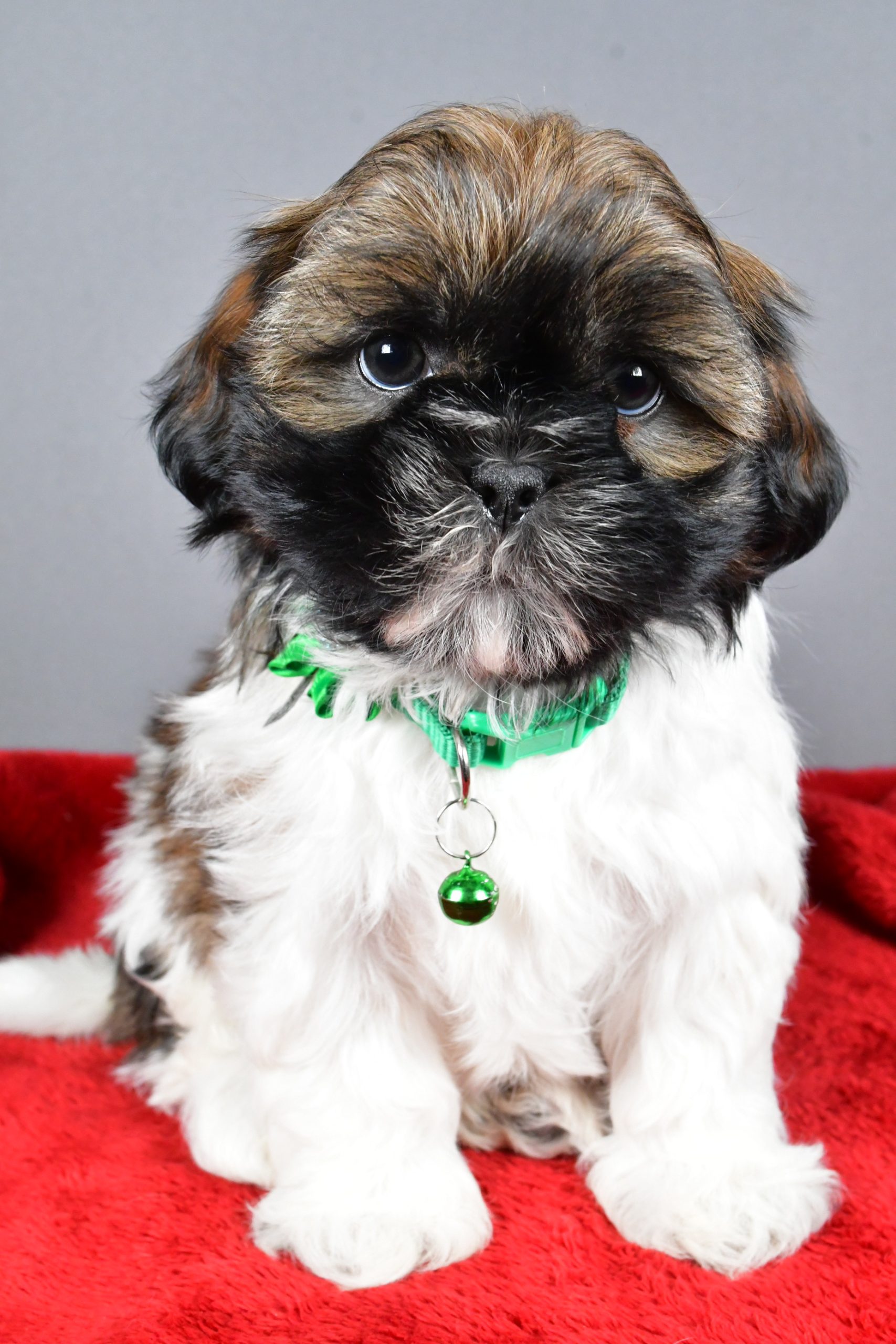 Miss Rose The Shihtzu - Image 2
