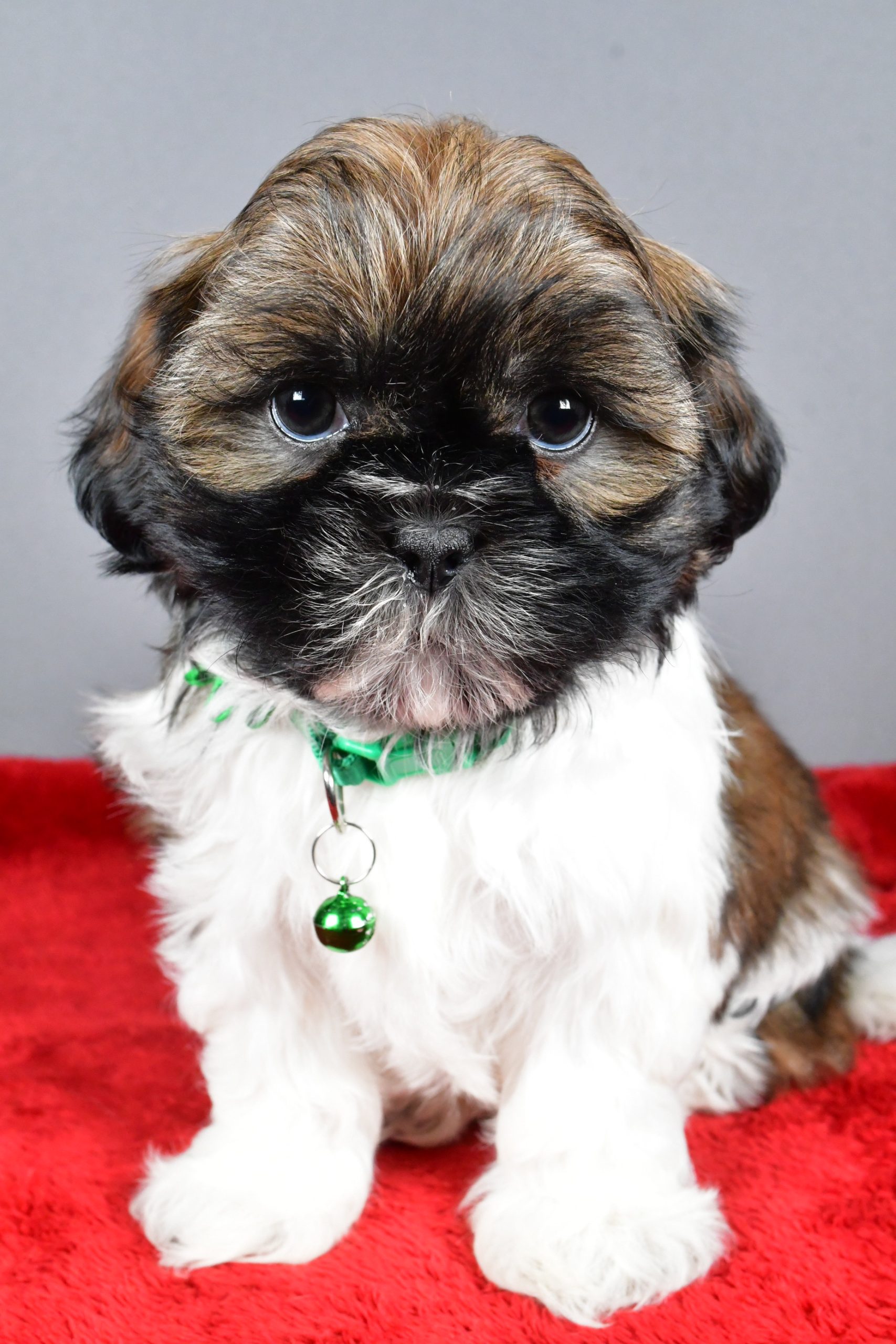 Miss Rose The Shihtzu