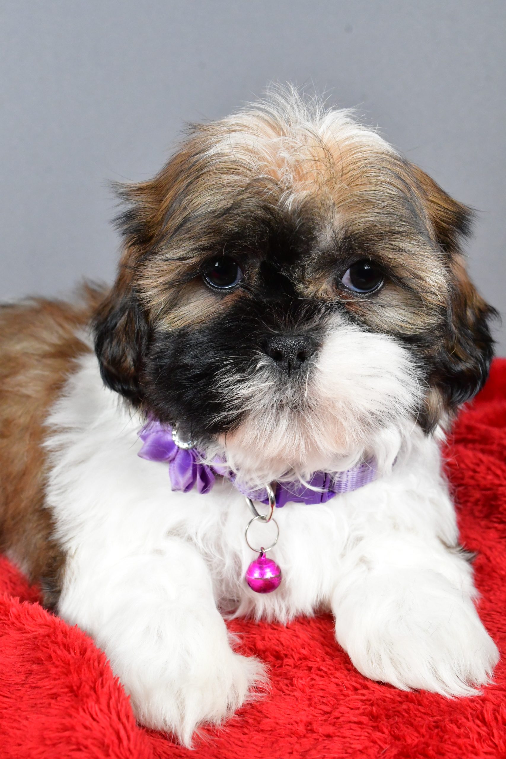 Miss River The Shihtzu - Image 5