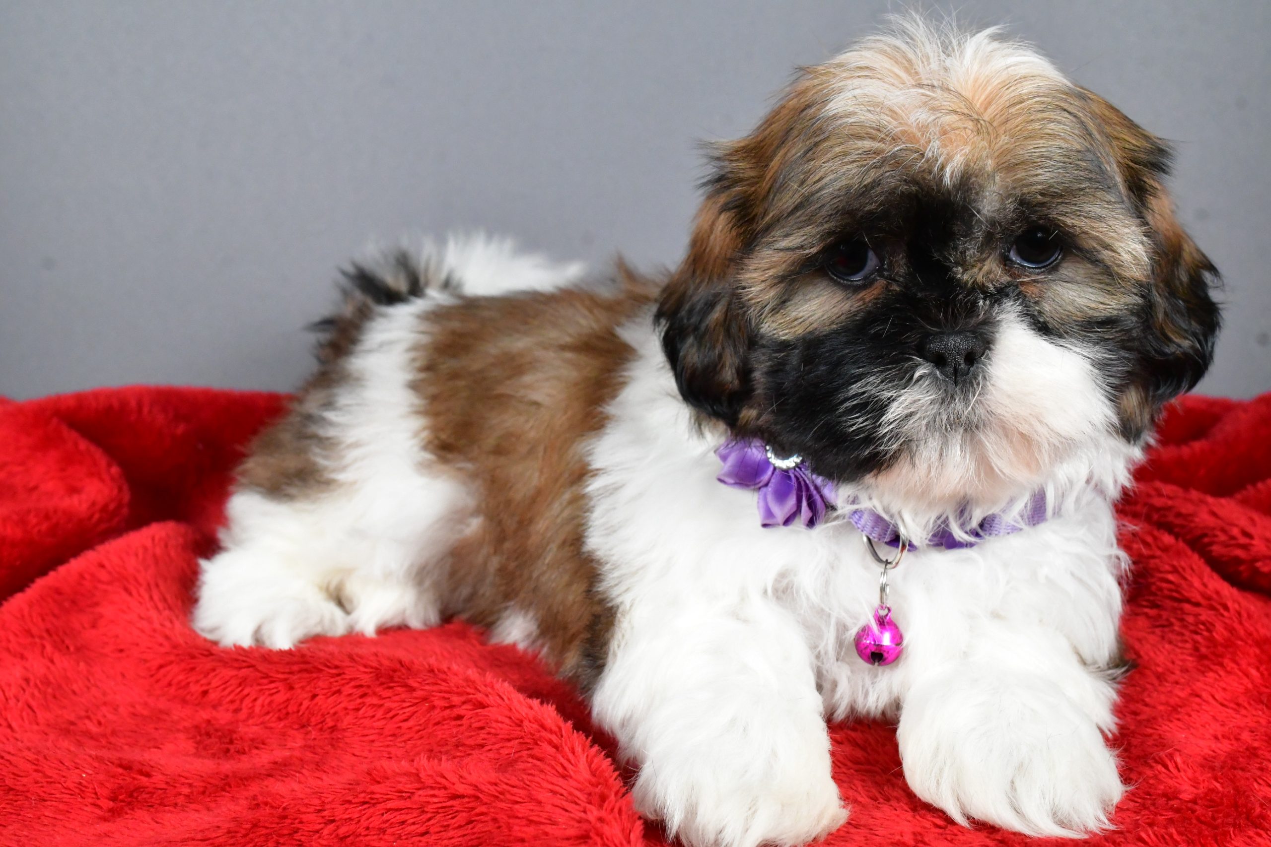 Miss River The Shihtzu - Image 7