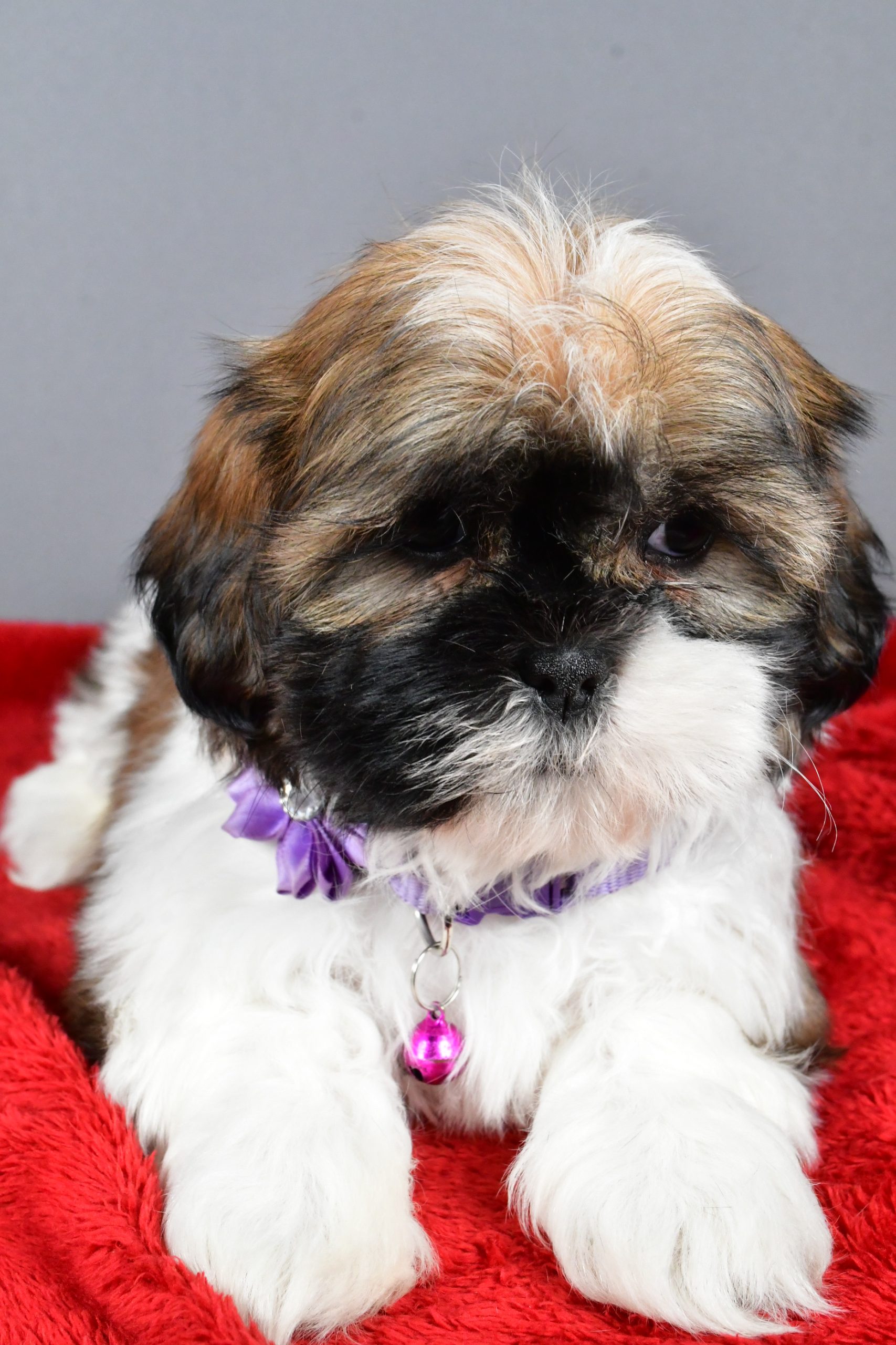 Miss River The Shihtzu - Image 4